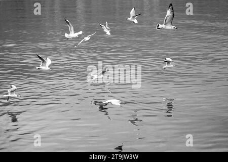 Beaucoup d'oiseaux, volant au-dessus du lac ohrid le matin à la recherche de nourriture. Mouettes. Lari, laridae. Noir et blanc. Monochrome Banque D'Images