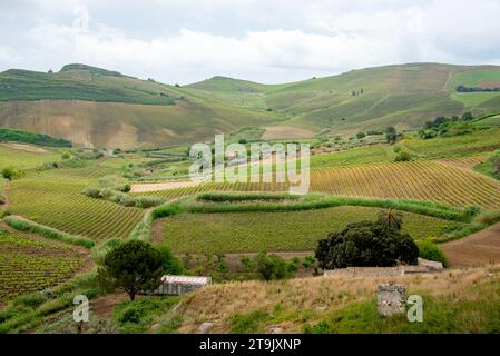 Catarratto raisins vignoble dans la région de Trapani - Sicile - Italie Banque D'Images