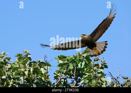 Volante Crested Caracara (Caracara plancus), parc national de la Serra da Canastra, Minas Gerais, Brésil Banque D'Images