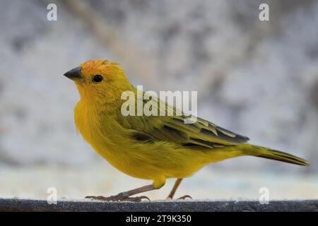 Fingeron safran (Sicalis flaveola), parc national de la Serra da Canastra, Minas Gerais, Brésil Banque D'Images
