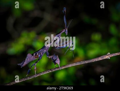 Une mante religieuse du genre (Phyllocrania paradoxa) dans les forêts tropicales de l'est de Madagascar Banque D'Images