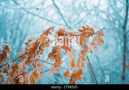 Branches d'arbre sous la neige, jour glacial. Belle branche avec des feuilles sèches oranges et jaunes en hiver sous la neige. Feuilles jaunes enneigées. Banque D'Images