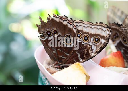 caligo eurilohus ou papillon hibou nourri dans une maison à papillons à Vienne, Autriche Banque D'Images