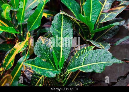 Codiaeum variegatum Banque D'Images