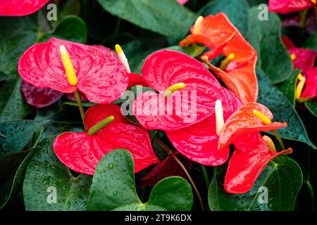 Anthurium andreanum Banque D'Images