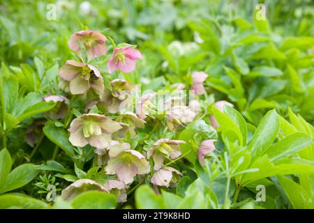 Hellébores (rose d'hiver ou rose de Noël) Helleborus orientalis floraison dans un jardin britannique Banque D'Images