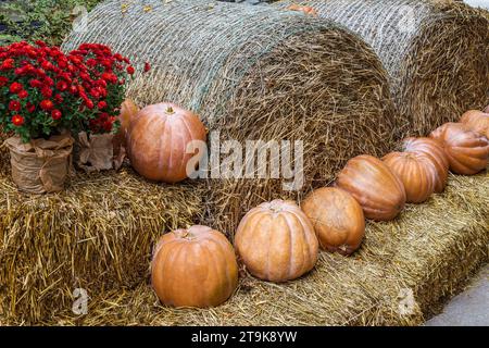 Orange citrouille couchée sur les balles de foin et les fleurs sont rouges. Banque D'Images