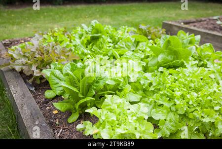 Rangées de plantes de laitue poussant dans un lit surélevé dans un jardin anglais, Royaume-Uni Banque D'Images