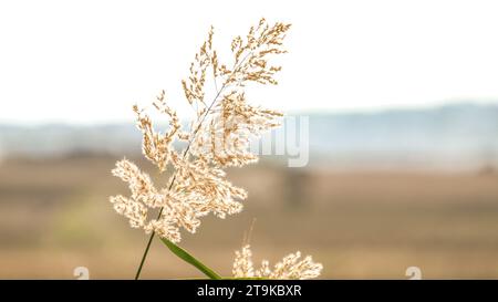 Partie supérieure de phragmites australis tiges de roseau d'eau avec des feuilles et des têtes de graines contre le ciel dans le vent à l'herbe humide. Banque D'Images