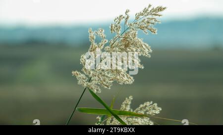 Partie supérieure de phragmites australis tiges de roseau d'eau avec des feuilles et des têtes de graines contre le ciel dans le vent à l'herbe humide. Banque D'Images