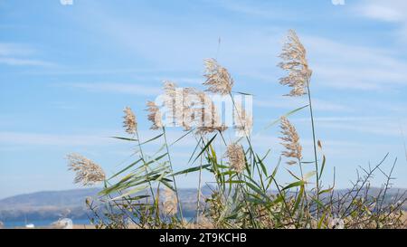 Partie supérieure de phragmites australis tiges de roseau d'eau avec des feuilles et des têtes de graines contre le ciel dans le vent à l'herbe humide. Banque D'Images