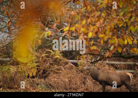 Un cerf rouge parmi les couleurs automnales à Bradgate Park dans le Leicestershire après cette saison d'ornièrs, alors que les températures tombaient à nouveau sous le point de congélation pendant la nuit, alors que la vague de froid d'automne continuait. Date de la photo : dimanche 26 novembre 2023. Banque D'Images