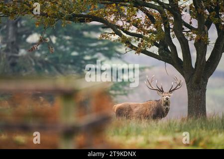 Un cerf rouge parmi les couleurs automnales à Bradgate Park dans le Leicestershire après cette saison d'ornièrs, alors que les températures tombaient à nouveau sous le point de congélation pendant la nuit, alors que la vague de froid d'automne continuait. Date de la photo : dimanche 26 novembre 2023. Banque D'Images