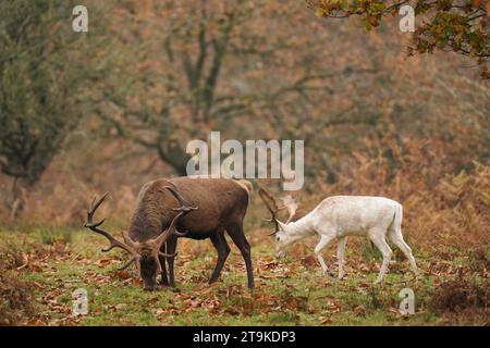 Troupeaux de cerfs rouges et de jachères à Bradgate Park dans le Leicestershire après cette saison d'ornièrs, alors que les températures tombaient de nouveau sous le point de congélation pendant la nuit, alors que la vague de froid d'automne continuait. Date de la photo : dimanche 26 novembre 2023. Banque D'Images