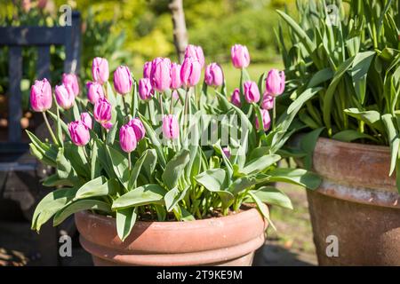 Pots en terre cuite avec tulipes roses poussant dans un jardin anglais. Jardins du musée York, Royaume-Uni Banque D'Images