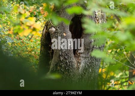 Vue du trou sombre dans le tronc de l'arbre entouré de feuilles vertes et jaunes. Nature automnale dans le parc. Banque D'Images