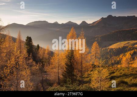 Soleil couchant du soleil, mélèzes en saison d'automne. Chaîne de montagnes Lagorai. Trentino. Alpes italiennes. Europe. Banque D'Images