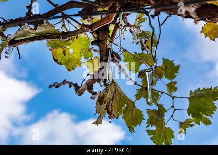 Suspendre de la glace aux vignes par une froide journée d'automne dans le vignoble. Mettant en valeur la vue rapprochée des feuilles de raisin vert. Concept agricole Banque D'Images