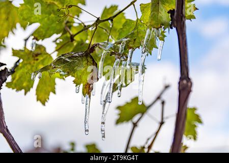 Gros plan de vignes avec des feuilles vertes et de la glace suspendue sur une froide journée d'automne dans le vignoble. Fond de ciel couvert, mettant l'accent sur une agriculture Banque D'Images