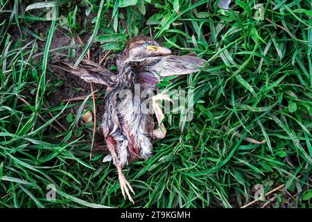 La photo capture un oiseau avec des ailes déployées et un corps tordu sur le sol. Le petit moineau est tombé du nid et est mort. Banque D'Images