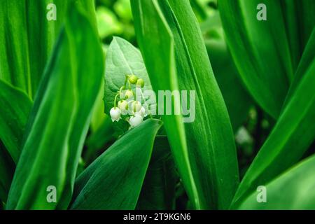 Un lys de la plante de la vallée avec des fleurs blanches et des feuilles vertes est capturé sur cette photo. Banque D'Images