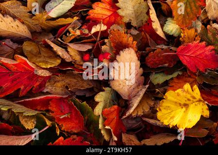 Un tas de feuilles d'automne de différentes couleurs avec des baies rouges éparpillées. Banque D'Images