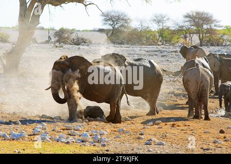 Éléphants poussiéreux avec beaucoup de poussière dans l'air lorsqu'ils se vaporisent pour protéger leur peau Banque D'Images