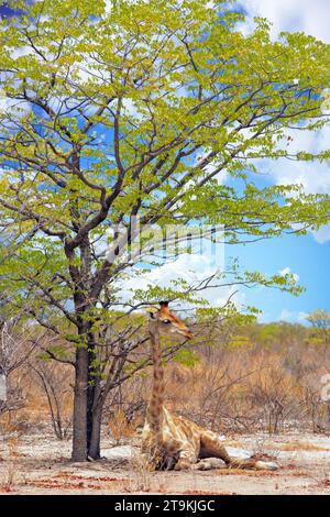 Une jeune girafe assise sous un arbre reposant et ombragé du soleil de milieu de journée Banque D'Images