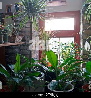 Un groupe de diverses plantes d'intérieur poussant dans des pots à l'intérieur de la maison près de la lumière de fenêtre dans Carmarthenshire pays de Galles Royaume-Uni Grande-Bretagne KATHY DEWITT Banque D'Images