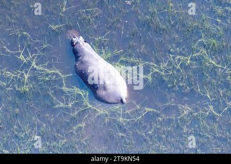 Photo aérienne d'un hippopotame partiellement immergé dans les zones humides du delta de l'Okavango au Botswana. Banque D'Images