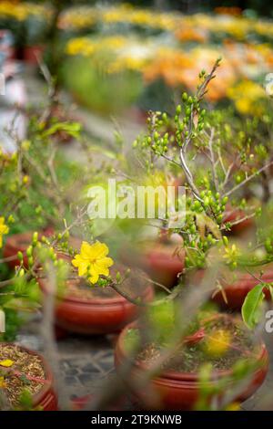 Pétales jaunes exceptionnellement beaux dans le jardin les pétales de fleurs jaunes fleurissent au printemps prochain Banque D'Images