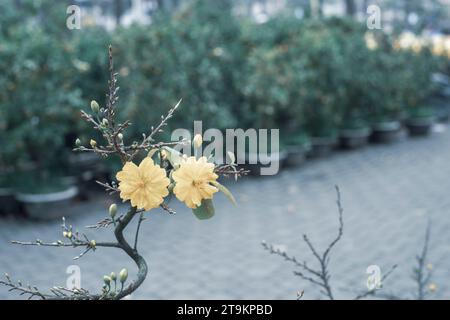 Pétales jaunes exceptionnellement beaux dans le jardin les pétales de fleurs jaunes fleurissent au printemps prochain Banque D'Images