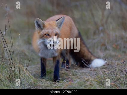 Un jeune renard roux avec une belle queue marchant à travers une prairie herbeuse en automne. Banque D'Images