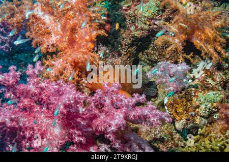 Arrière corallien (Cephlopholus miniata) couché dans une embuscade parmi les coraux mous. Mer d'Andaman, Thaïlande. Banque D'Images