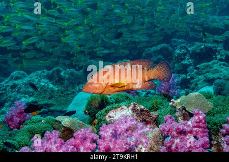 Arrière-plan corallien (Cephlopholus miniata) avec coraux mous et école de vivaneaux en arrière-plan. Mer d'Andaman, Thaïlande. Banque D'Images