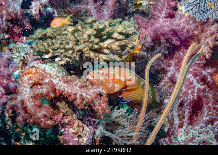 Corallien postérieur (Cephlopholus miniata) lyibng en embuscade avec des coraux mous. Mer d'Andaman, Thaïlande. Banque D'Images