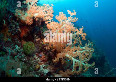 Paysage récifs coralliens avec arbre corail (Scleronephthya sp). Rinca, le Parc National de Komodo, en Indonésie. Banque D'Images