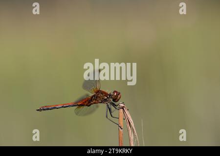 Mâle rouge Darter jaune perché dans les roseaux Banque D'Images