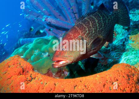 Mérou de Coney [Cephalopholis fulva]. Bonaire. Banque D'Images