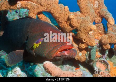 Mérou de Coney [Cephalopholis fulva] avec une hampe espagnole juvénile [Bodianus rufus]. Antilles néerlandaises, Bonaire. Banque D'Images