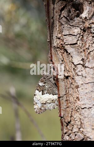 papillon gris des bois bien camouflé à l'écorce des arbres Banque D'Images