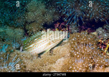 Mérou mince (Anyperodon leucogrammicus) couché sur le corail Xenia. Indonésie. Banque D'Images