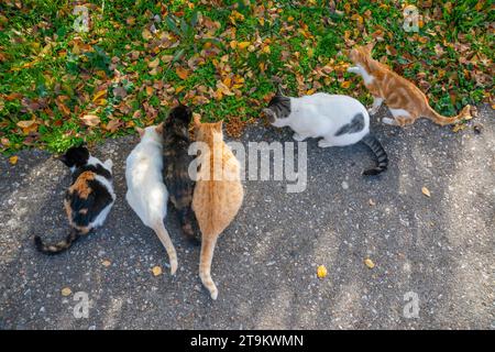 Groupe de chats errants mangeant. Banque D'Images