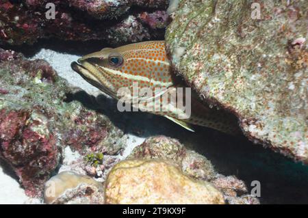 Mérou mince (Anyperodon leucogrammicus). Mer d'Andaman, Thaïlande. Banque D'Images