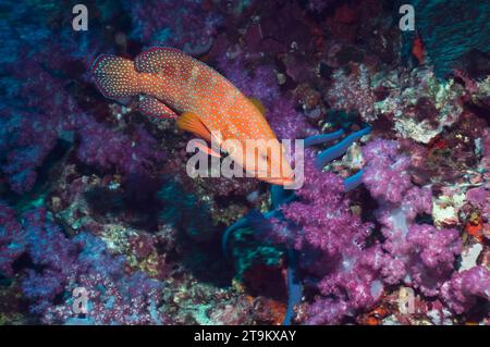 Coraux (Cephalopholis miniata) avec corail mou. Mer d'Andaman, Thaïlande. Banque D'Images