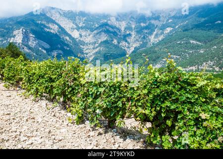 Vignobles les arbustes sur la plantation mûrissent sur fond de montagnes et de rochers par temps clair Banque D'Images