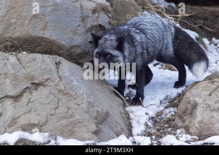 Le renard argenté, le renard noir ou le renard bleu est une forme mélanique du renard roux (Vulpes vulpes) Banque D'Images