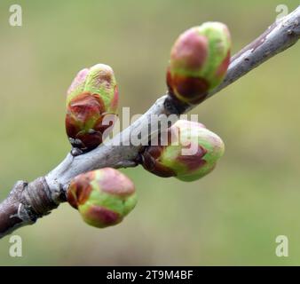 Les bourgeons ont enflé sur l'arbre au début du printemps Banque D'Images