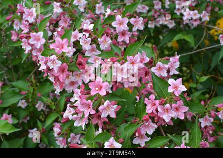 Weigela aux fleurs blanches et roses fleurit dans le jardin. Banque D'Images