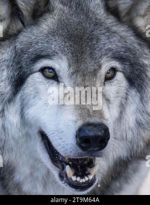 Portrait d'hiver du loup du Nord-Ouest (Canis lupus occidentalis) Banque D'Images